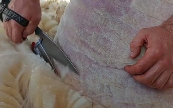 video-3495588