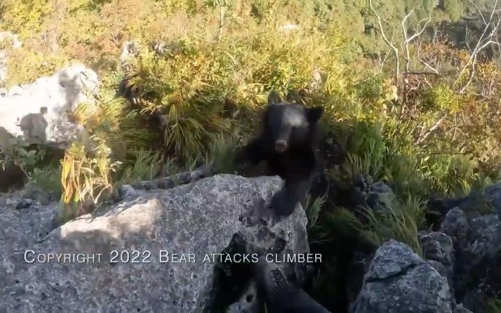 一位日本网友登山途中被熊袭击,场面十分惊险截图