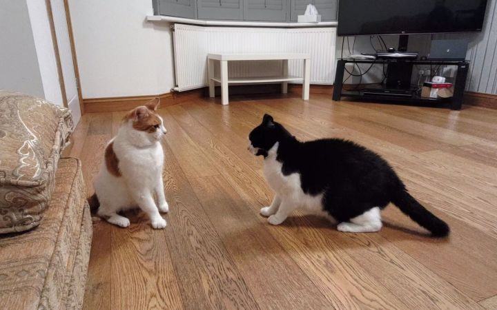 Cat Fight!猫咪打架现场!截图