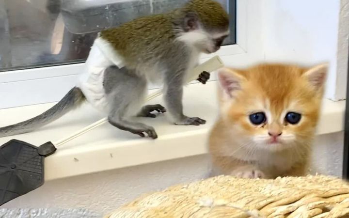 小猫苏西正在学习新技能!!截图