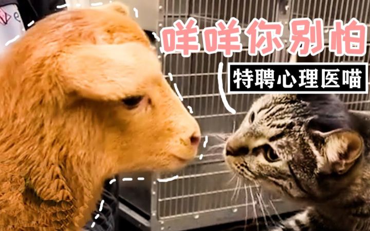 为患者献上治愈“猫猫掌”:成为了兽医站心理医生的猫咪截图