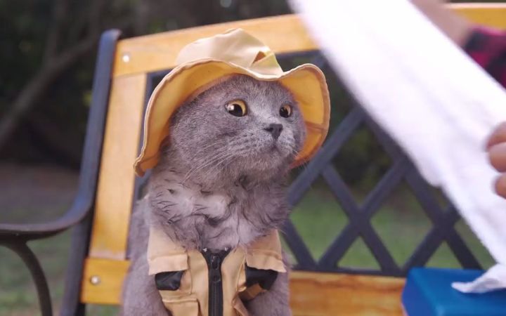 带着我的猫猫去钓鱼截图