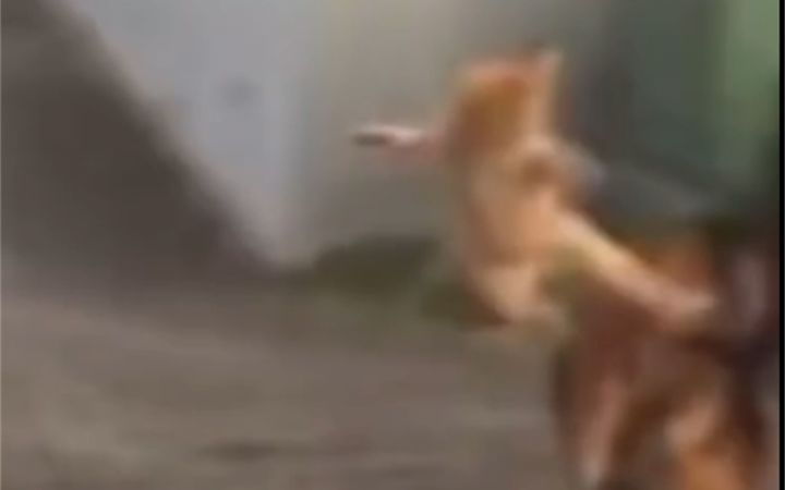 这猫多少会点武功截图