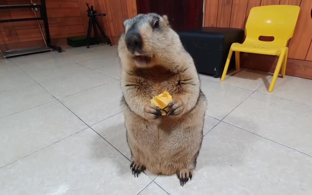 video-3496861