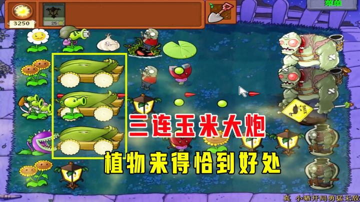 植物大战僵尸:小猫开局勇猛无敌(下),三连玉米大炮,阳寿主播截图