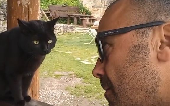 猫:你谁啊,怎么会说我们星球的语言?!截图