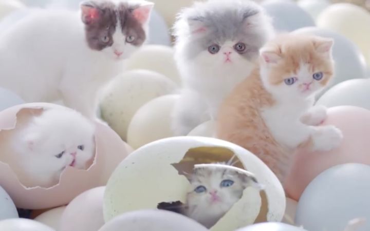 史上最萌猫粮广告截图