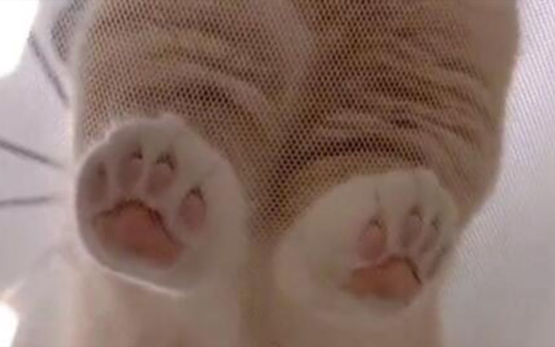 video-3044803
