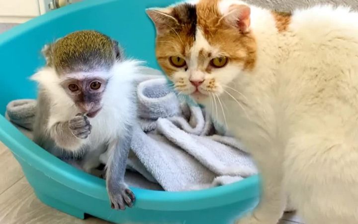 猫的母亲和她的“养女”一起吃早饭截图