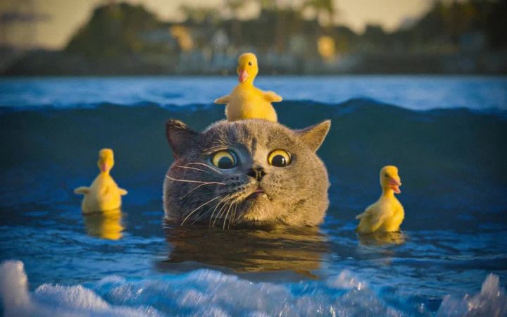 猫猫特工队,拯救鸭鸭截图