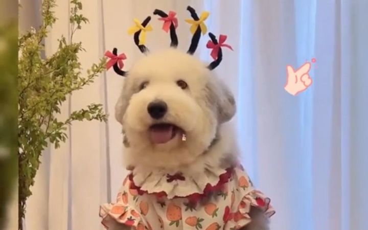 古代牧羊犬Melon的换装秀截图