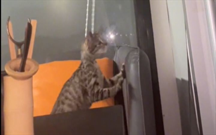 猫猫队闯大祸截图