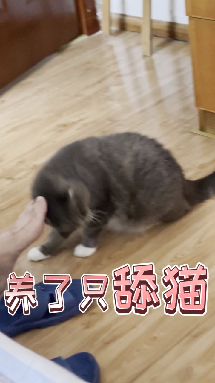 小丑猫 #菠萝赛东 #沙雕猫咪的日常截图