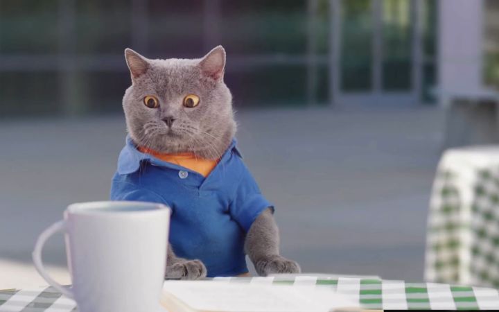 猫咪的下午茶时间！！截图