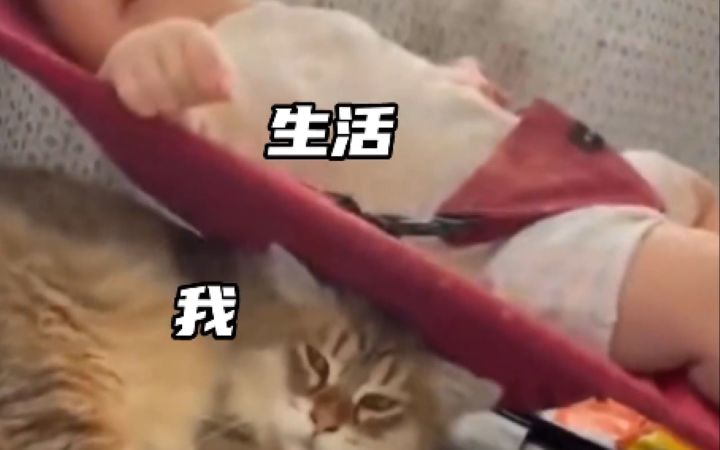 猫至少...不应该这么倒霉吧..截图
