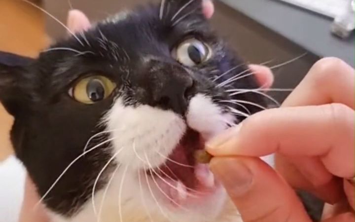 乖乖张大嘴巴，等待投喂的猫咪截图