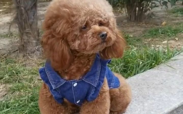 可爱的小狗狗 。截图