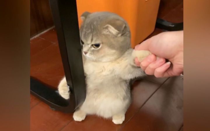 这只猫,让我整整笑了2分20秒截图