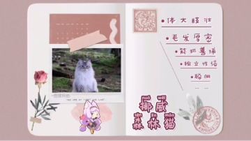 【猫灵小百科】——挪威森林猫