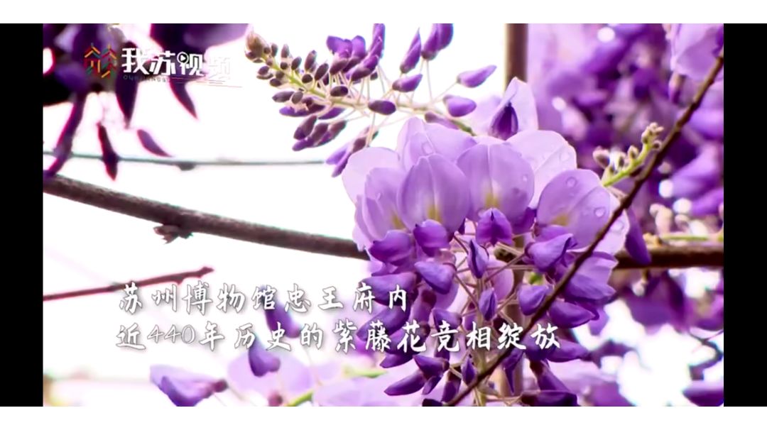 video-1849810