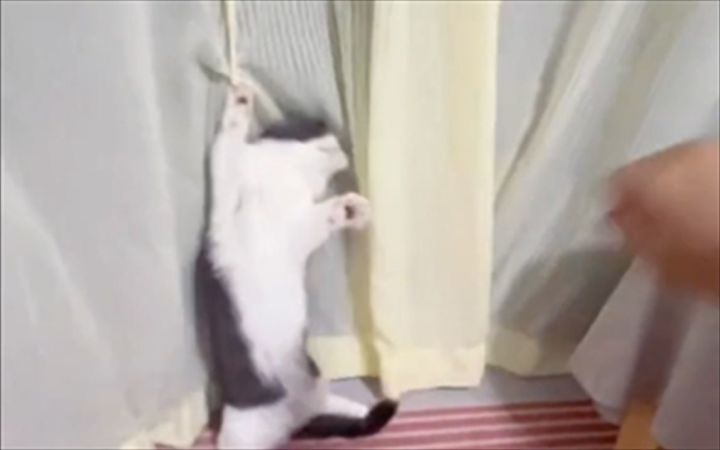 猫猫倒霉天花板截图