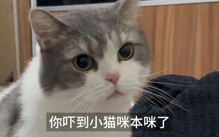 团总的表情一时让人分不清到底是谁错了截图