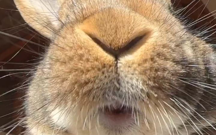 周末纯享ASMR:兔子吧唧嘴。截图