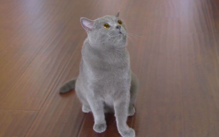 【独居日记】小猫咪一人在家时截图