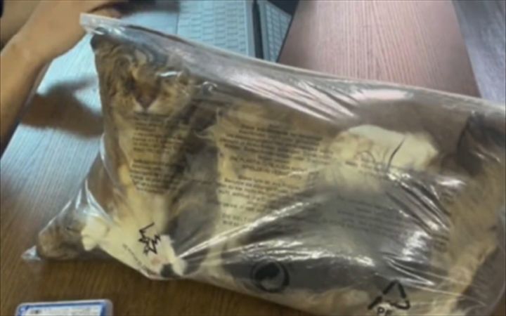 怪不得猫不和狗玩截图