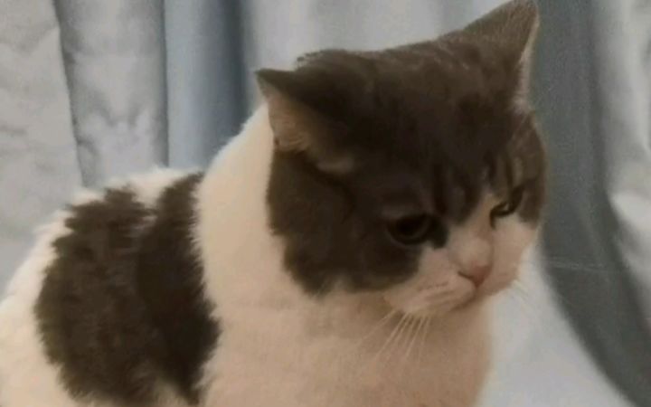 小猫咪打架输了生气截图