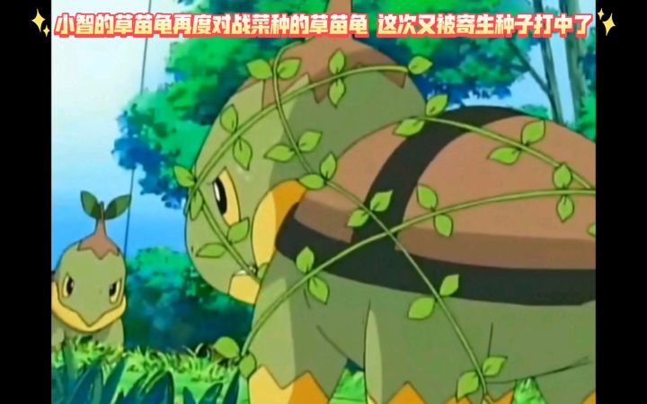 精灵宝可梦 小智的草苗龟再度对战菜种的草苗龟 这次又被寄生种子打中了截图