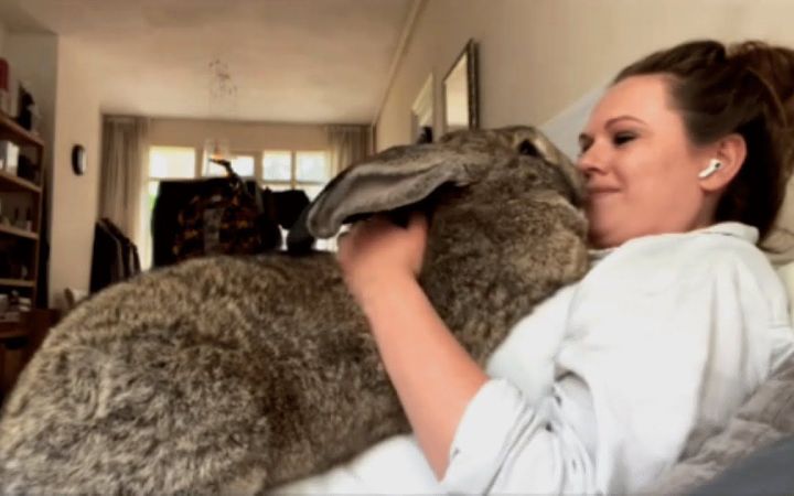 小姐姐想养只猫咪做宠物，男友却为她准备了一只大兔兔截图