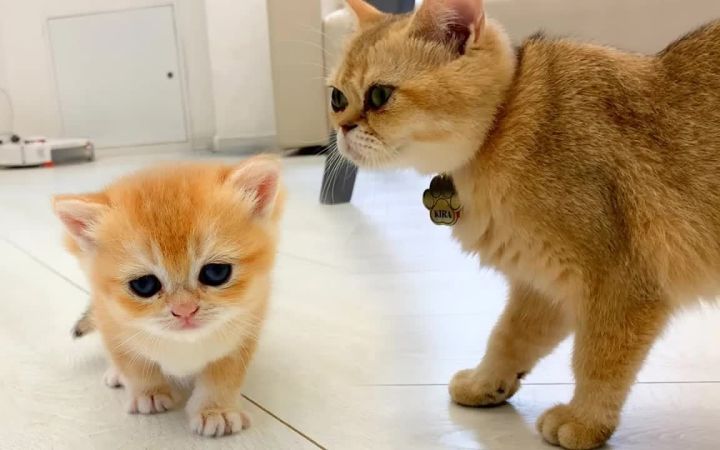 猫妈妈教小猫用她的喵喵声和声音走路截图