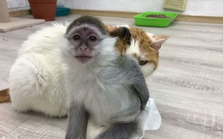 收养的猴子对猫妈妈和她的小猫的爱截图