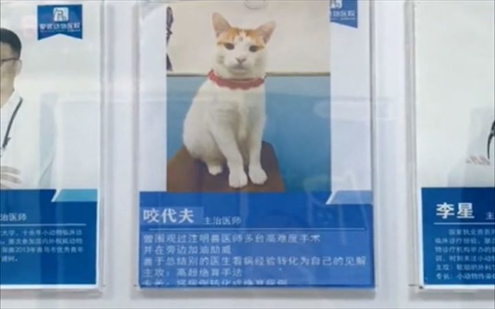 喵大夫你好，请问怎么戒喵？截图