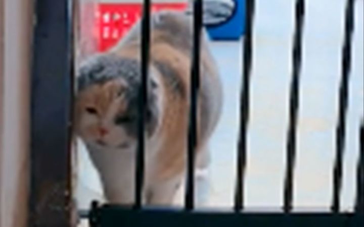事实证明,再胖的猫也是液体截图