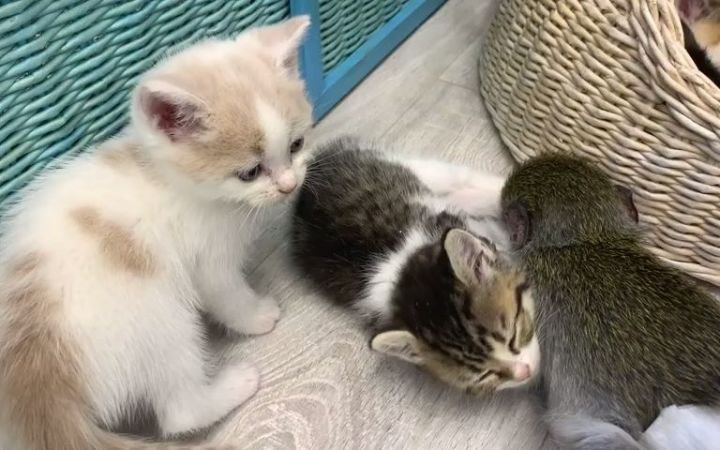 小猫和猴子苏西甜甜地睡在一起截图
