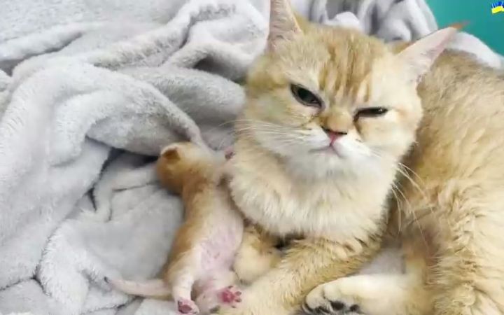 刚出生的小猫在猫妈妈梦中颤抖截图