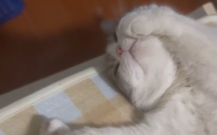 我的猫最喜欢的人居然不是我截图