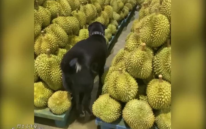 有杀气！误入榴莲陷阱的狗狗截图