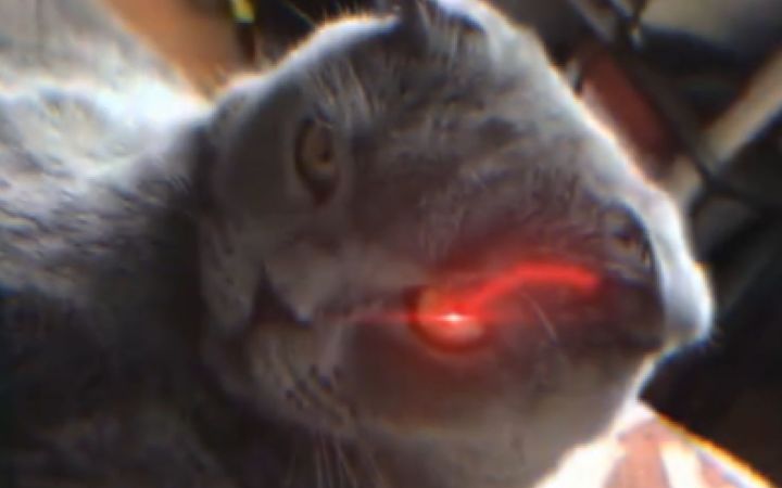 暴脾气小猫:我超凶别惹我!!截图