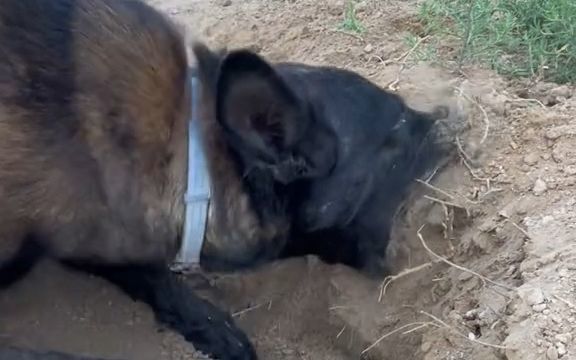 狗子:这里面有东西!绝对有东西!截图