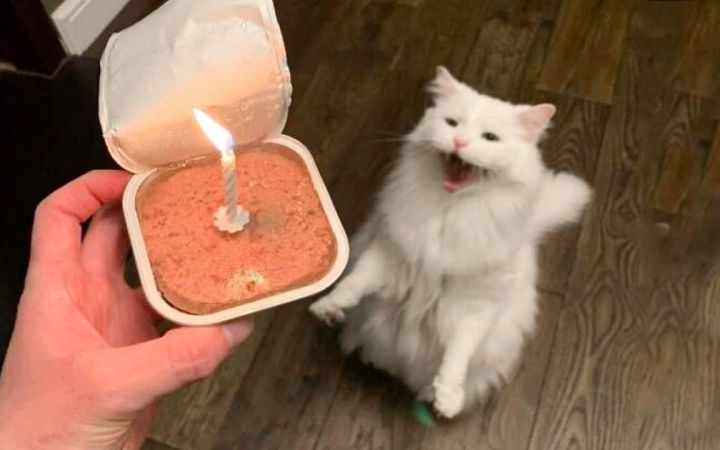 小猫咪能有什么坏心眼截图