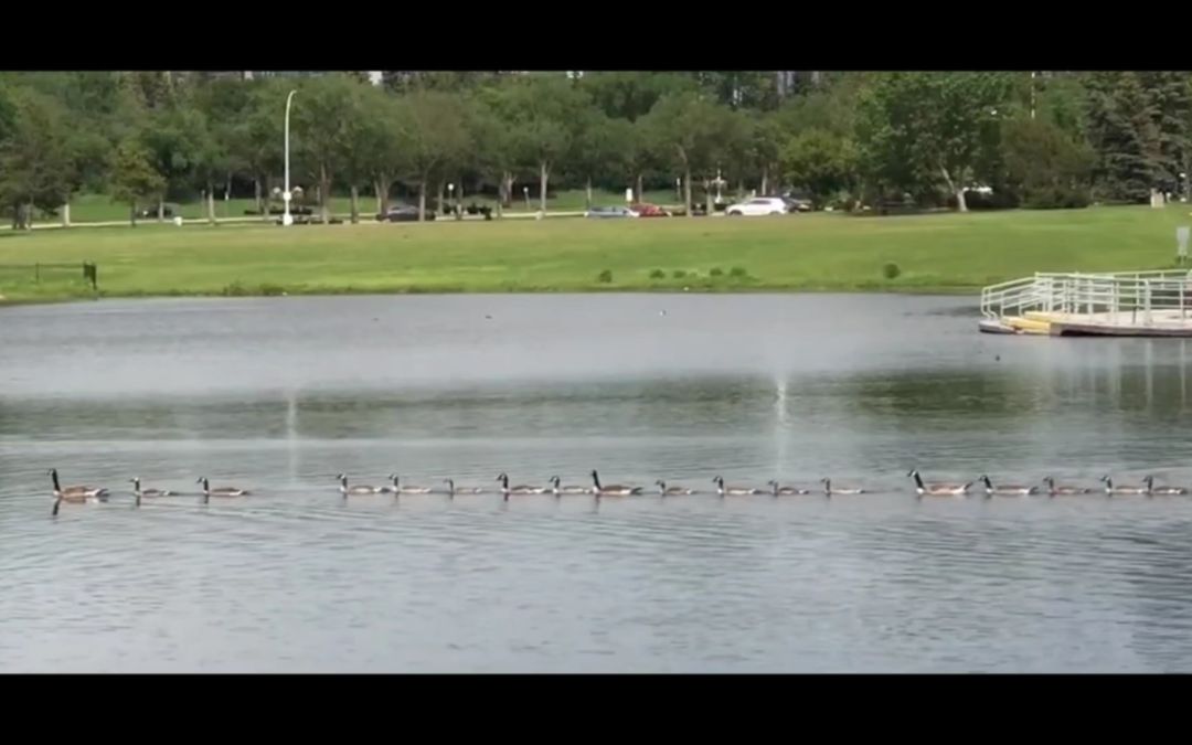 video-2881773