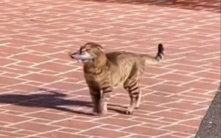 猫猫：新买的电动牙刷子截图