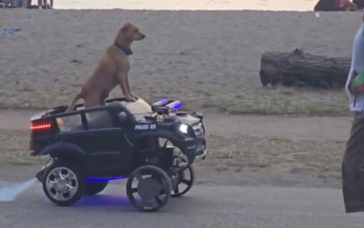 狗开“警车”巡逻😂截图