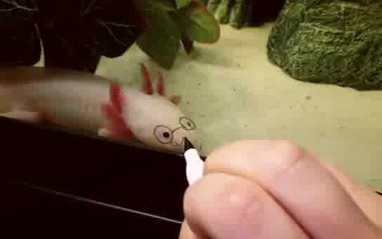 当你有一只六角蝾螈,然后有一支马克笔截图