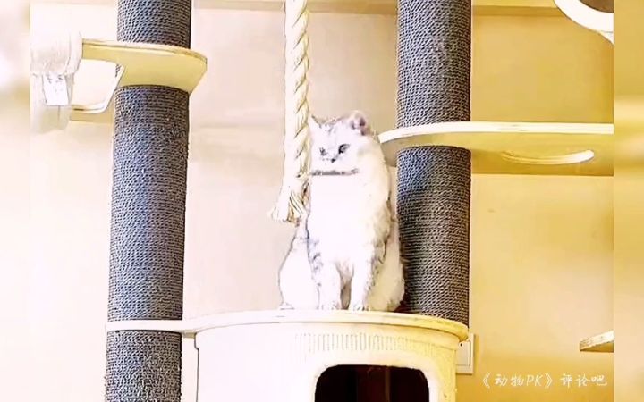 惊不惊喜，意不意外？截图
