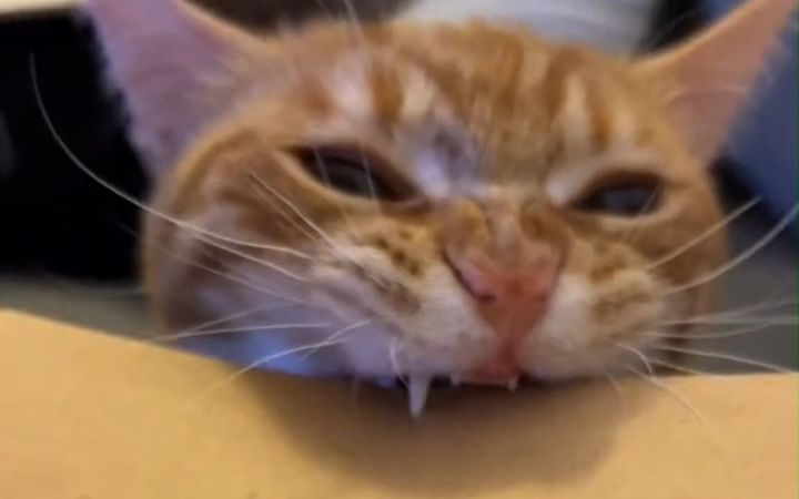 专业打孔的“工具猫”，放在办公室连订书机都省了截图