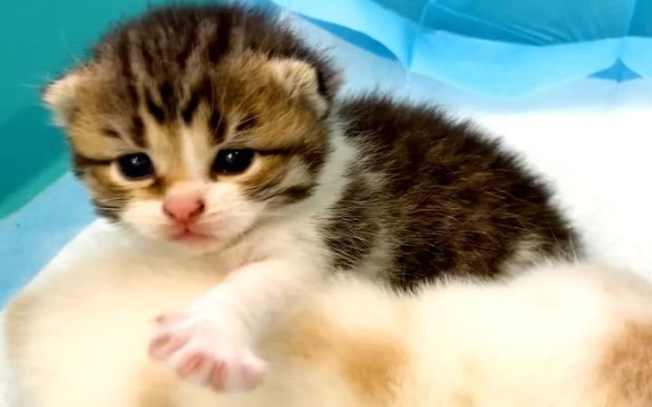 世界上最可爱的小猫进行爬行!截图